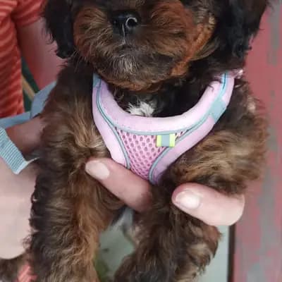 Lenya – Shih Tzu Welpe, Niedersachsen, Raised by Shihpoo von der Schleuse