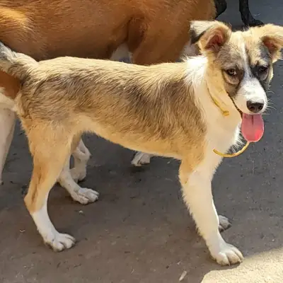 Selena – Mischling, Baden-Württemberg, På internat Animal Souls e.V.