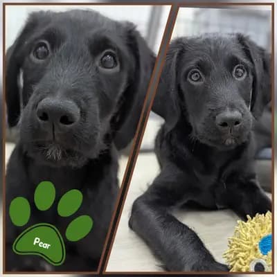 Fruit and Veggies – Labradoodle (Labrador x Pudel) Welpe, Niedersachsen, Aufgezogen von ChocoDoodle