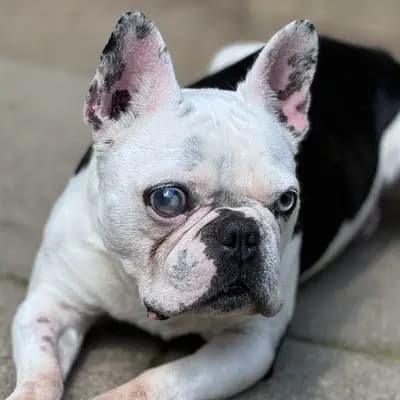Idefix – Französische Bulldogge, Hamburg, Im Tierheim Tierheim des Hamburger Tierschutzverein von 1841