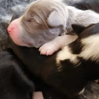 Mike – Bearded Collie Welpe, Sachsen, Grootgebracht door Heart Diamond Bearded Collies