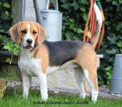 IA-Wurf – Beagle Wurf, Bayern, Allevato da Master of Dumphill Beagle Kennel