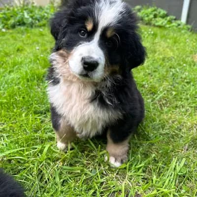 Huckel Berry – Berner Sennenhund Welpe, Mecklenburg-Vorpommern, Raised by Bernersennenhunde vom Schimmerhof