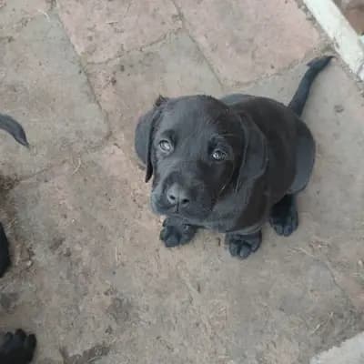 Wunderschöne Labrador Goldendoodle Welpen