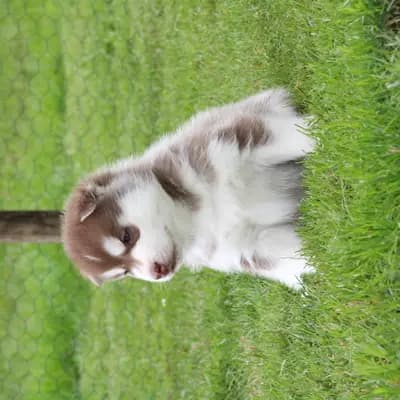 Bright Little Bear Beggin For Trouble – Siberian Husky Welpe, Niedersachsen, Raised by Bright Little Bear