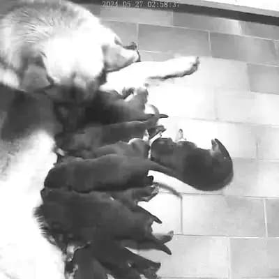 Laurenz – Deutscher Schäferhund Welpe, Mecklenburg-Vorpommern, Allevato da Frank Herholz