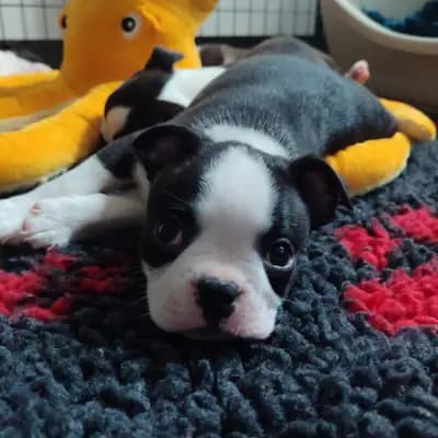 A-Wurf – Boston Terrier Welpe, Nordrhein-Westfalen, تمت تربيته بواسطة Von den Manchester Hexen
