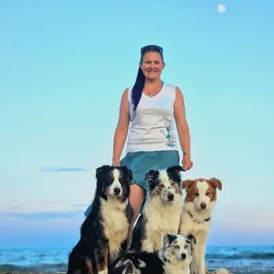 RedRockDragon Border Collies