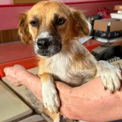 Lisa – Mischling, At shelter Animal Souls e.V.