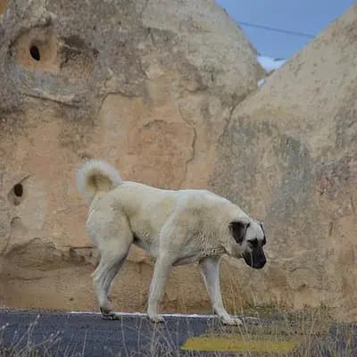 Kangal – Hunderasse