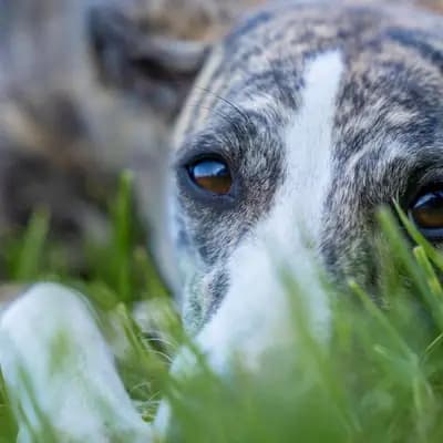 Zeckenmittel für Hunde: Spot-on, Halsband & Co.