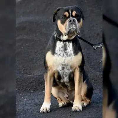 Carlchen – Old English Bulldog, Brandenburg, Im Tierheim Tierheim Brandenburg