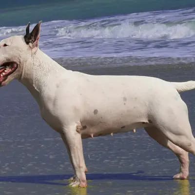 Bull Terrier – Hunderasse