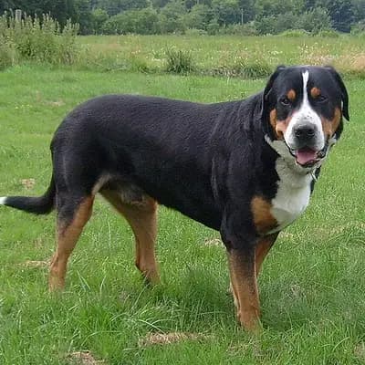 Großer Schweizer Sennenhund – Hunderasse