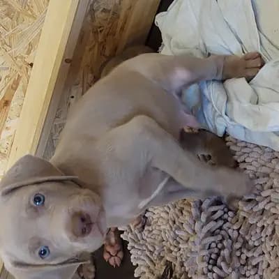 !VERKAUFT! Maximus (der Grösste) – Weimaraner (kurzhaar) Welpe, Niederösterreich, Yetiştirildi Weimaraner aus der Holzgasse
