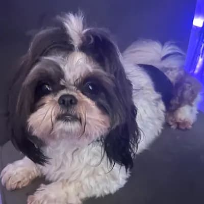 Sammy
