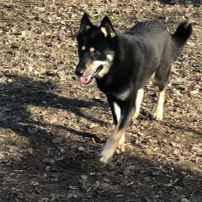 Wolf – Schäferhund-Mix, Nordrhein-Westfalen, At shelter Fellfreunde e.V.