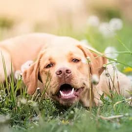 "Nelly" - Peaches of Funny Paws