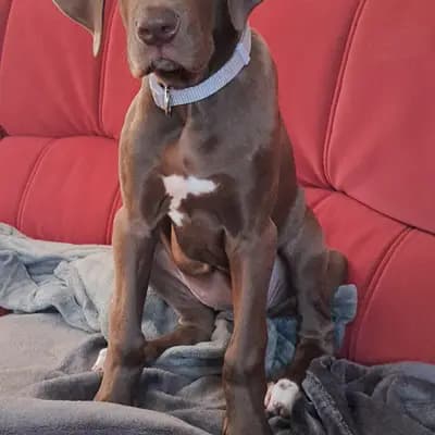 M-Wurf – Dog niemiecki Wurf, Thuringia, Wychowany przez Deutsche Doggen von AmasuDiamonds