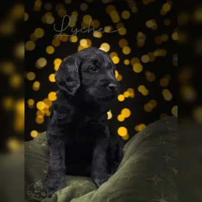 Lychee – Labradoodle (Labrador x Pudel) Welpe, Niedersachsen, Aufgezogen von ChocoDoodle
