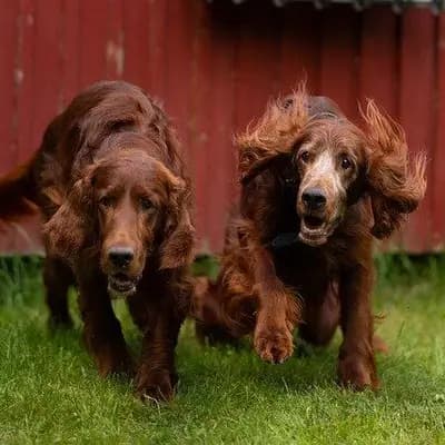 Irish Red Setter – Hunderasse