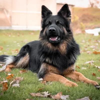Altdeutsche Schäferhunde vom Kreuzkamp