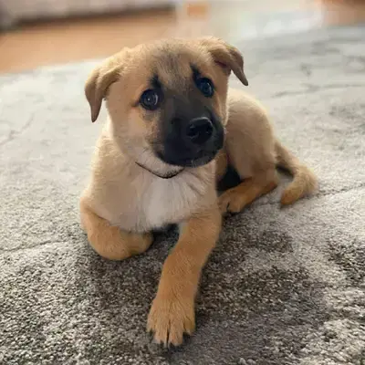 Nala