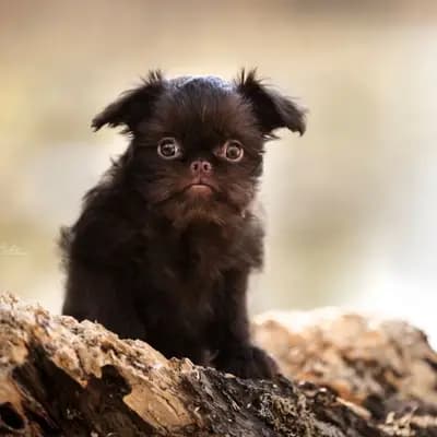 Zwerggriffon Rüde mit Ahnentafel – Brüsseler Griffon Welpe, Bayern, Yetiştirildi vom Kalten Brunnen
