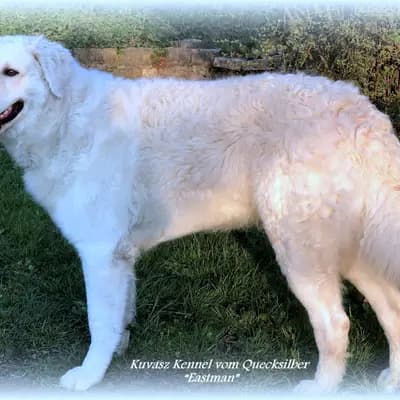 I2-Wurf – Kuvasz Wurf, Rheinland-Pfalz, Raised by Kuvasz Zucht "Vom Quecksilber"