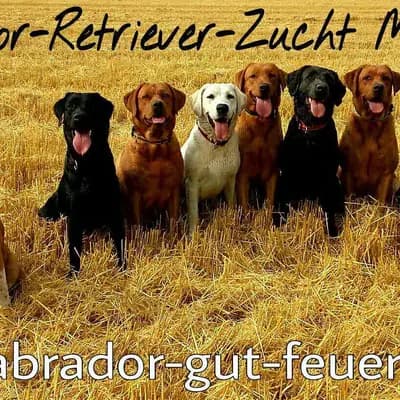 Labradorzucht vom Gut Feuerhof