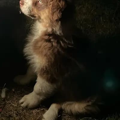 Soul Dogs Aussies