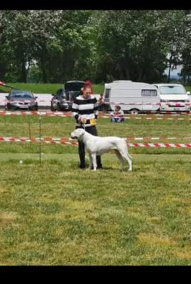 Hegau Bulldog's