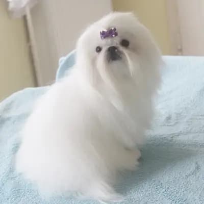 Malteser und Shih tzu Zucht vom Wartenberg