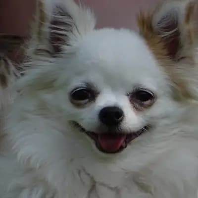 Chihuahuas aus der Kluterthöhle