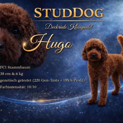Deckrüde Kleinpudel dark-red, Intensität:10/10 (embark), steht zur Verfügung, mit Papieren – Großpudel (Königspudel) Welpe, Nordrhein-Westfalen, Allevato da Stouky´s Tibet Terrier
