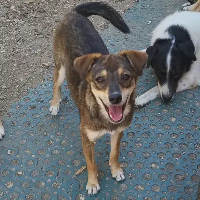 Olga – Mischling, At shelter Animal Souls e.V.