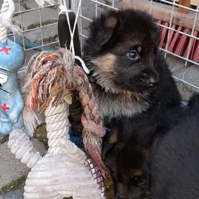 Deutsche Schäferhunde von Haus Charly