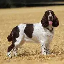 Sporty Springers cover