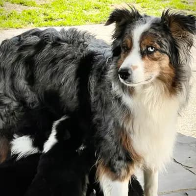 Bukatwins Aussies