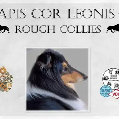 Apis cor Leonis cover