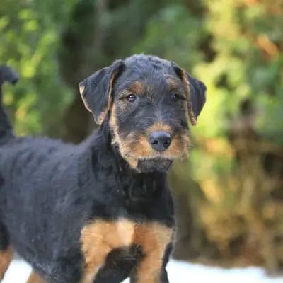 Airedale Terrier - Welpen – Airedale Terrier Welpe, Bayern, Élevé par "vom Ländtor"