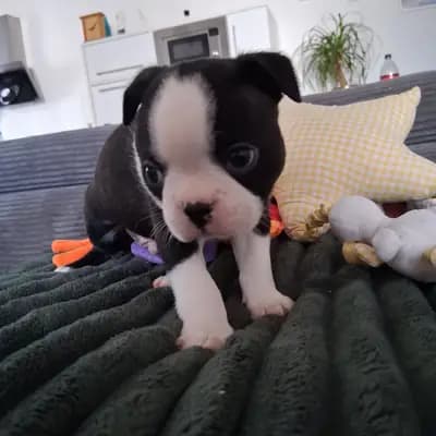 Annabelle – Boston Terrier Welpe, Nordrhein-Westfalen, Raised by Von den Manchester Hexen