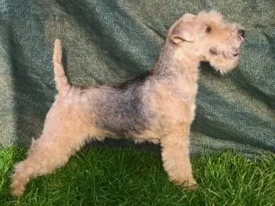 Earl vom Amur – Lakeland Terrier Welpe, Sachsen-Anhalt, Aufgezogen von Lakeland Terrier vom Amur