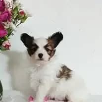 Papillon von der Schmetterlingsliebe