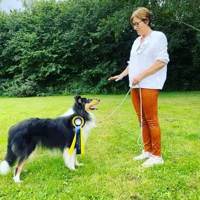Blue Meadow Collies