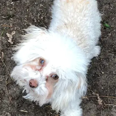 Teddy image