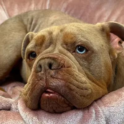 Aramis – Old English Bulldog, Hamburg, Im Tierheim Tierheim des Hamburger Tierschutzverein von 1841