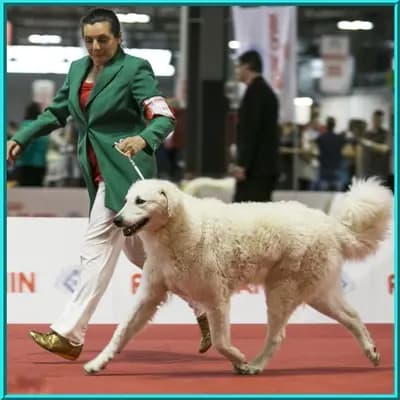 Wurf aus Ambar & Arad – Kuvasz Wurf, Rheinland-Pfalz, Raised by Kuvasz Zucht "Vom Quecksilber"