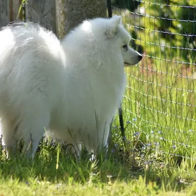 BERNARDO di Paranor
