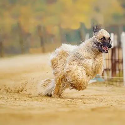 Afghan Hound breed